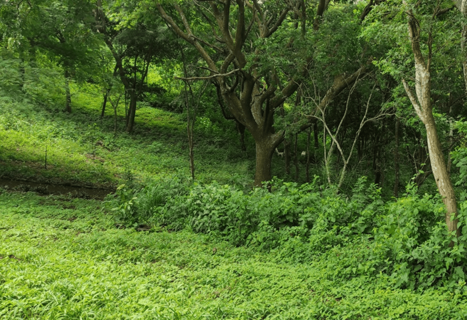 areas_verdes